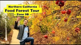 Bay Area Fruit Tree Orchard | Backyard Orchard | Urban Food Forest