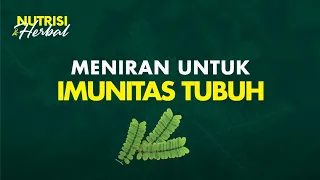 Rebusan Meniran Dapat Meningkatkan Daya Tahan Tubuh Yang Lemah?