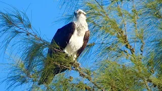 Listen to the Call of an Osprey at Delnor-Wiggins Pass State Park