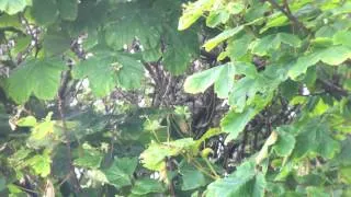 Western Orphean Warbler - Hartlepool Headland, Durham