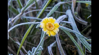 Temperatūra sparčiai kris: gali pasirodyti pirmosios rudeninės šalnos