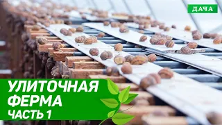 Удачный бизнес: Улиточная ферма в Украине | Разведение и выращивание улиток | Бизнес идеи