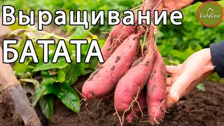 Выращивание Батата в открытом грунте! Сладкий картофель для диабетиков!