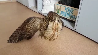 Eurasian bittern (lat. Botaurus stellaris) in temporary care.