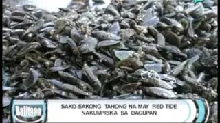 Balitaan: Sako-sakong tahong na may Red Tide nakumpiska sa Dagupan [03/21/14]