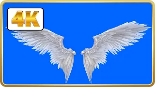 Angel wings in blue screen Video Loops HD 4K
