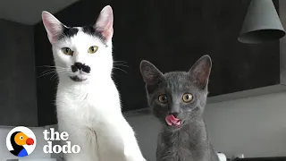 The Chaotic Life Of Charlot The Mustache Cat | The Dodo Cat Crazy