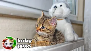 Tiny Orphaned Kitten Warms up With Toy He Thinks is His Mom | Lucky Paws