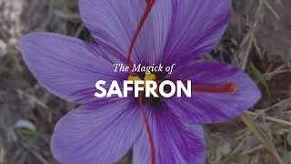 The Persian's Gold: The Magic of Saffron -- Magical Herbs