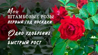 Штамбовые розы в моём саду. Как цвели и развивались в первый год посадки