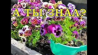 Как вырастить ВИОЛУ без рассады дома? СУПЕР-СПОСОБ🌻🌻🌻