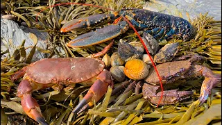 Coastal Foraging - Lobster, Cockles, Clam and Crab Beach Cook Up