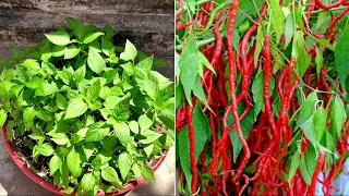 How To Grow Chillies From Seeds| Chilli Seeds Germination| Best Season Of Chilli Seeds Germination