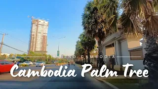 [4K] Palm Trees in Cambodia Phnom Penh 2024 || Cambodia Phnom Penh View 2024