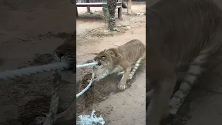 desafío de la cuerda del león contra el hombre