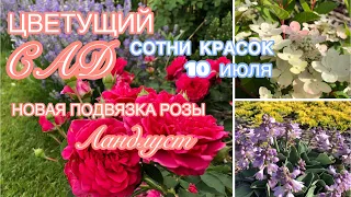 САД в ИЮЛЕ | ЦВЕТЕНИЕ РОЗ без укрытия | 1я и 2я волна спутались | Гортензии и клематисы