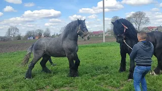 ГОНОРОВА ПАРА ЖЕРЕБЦІВ 💪/ПЕРШЕРОН⭐ ФАКІР ПОЇХАВ НА ЛЬВІВЩИНУ