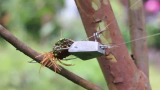 LURE RETRIEVER :  Bagaimana Menggunakannya ?