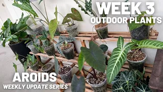 Aroids Weekly Update Series - Week 3 - Houseplants Outdoors - We Love Plant Growth