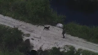 Raw: Pasco cadaver dog joins search for Brian Laundrie