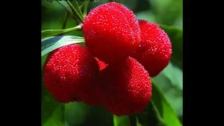 Strawberry Tree Fruit Review