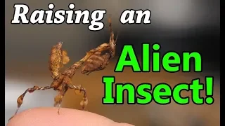 How to Care for Praying Mantises!