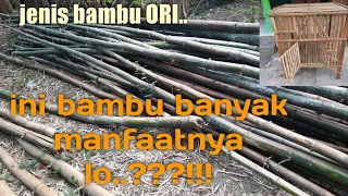 Bambu ori atau bambu berduri