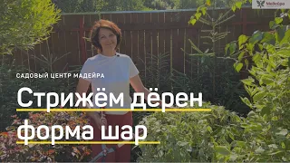 СТРИЖКА ДЁРЕНА ЛЕТОМ. Придаём форму ШАРА. Как подстричь дёрен ножницами или электрическим кусторезом