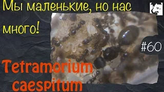 Почти как Pheidole... // муравьи Tetramorium caespitum // #60