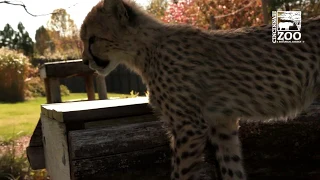 Cheetah Cub Kris and Puppy Remus Explore Large Yard - Cincinnati Zoo