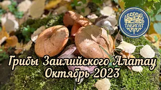 Грибы Заилийского Алатау в октябре 2023 года .