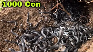Kinh Hoàng Phát Hiện Hang Ổ Hàng Nghìn Con Rắn Độc | 1000 Venomous Snakes