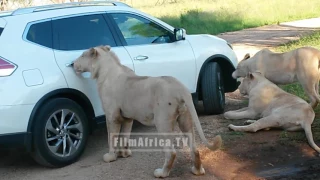 lion opens car door