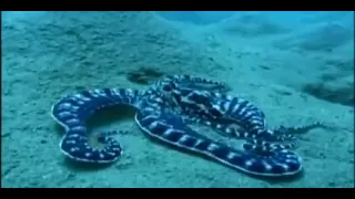 Most intelligent Mimic Octopus in the world