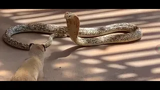 Snake vs Monster. part 02.صراع البقاء في الصحراء الكبرى#Snake vs #Monster. #trending #viral #