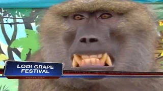 Baboon is groping the reporter on live tv