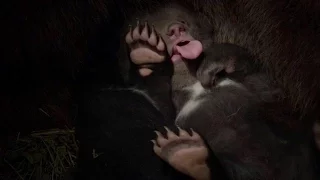 Рождение Медвежат The Birth Of Cubs