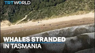 Nearly 200 whales die after mass stranding on Australia beach