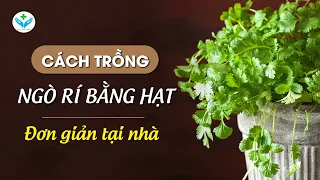 Cách trồng ngò rí bằng hạt đơn giản tại nhà┃Agridoctor.vn┃Bác sĩ nông nghiệp