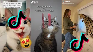 Cute and Funny Cats Videos on TikTok 2021