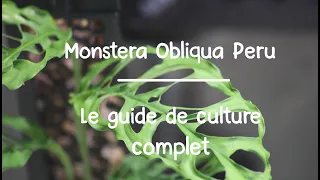 Monstera Obliqua Peru : Le guide de culture complet