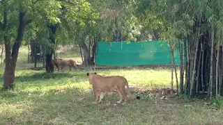 Asiatic lion Bhopal Van vihar National Park | Tiger | Van Vihar Zoo | Lets go Vlogs & lifestyle -1