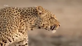 APETITOS ANIMALES - Grandes Documentales