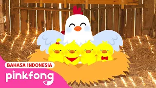 Kata Anak Ayam | Lagu Serangga Anak | Baby Shark Pinkfong Indonesia