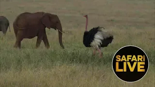 safariLIVE - Sunset Safari - August 26, 2018