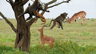 MOTHER IMPALA FAIL PROTECT HER NEWBORN FROM BABOON HUNTING | POOR BABY IMPALA