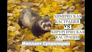 ХИМИЧЕСКАЯ КАСТРАЦИЯ vs ХИРУРГИЧЕСКАЯ КАСТРАЦИЯ