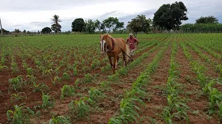 Passando a capinadeira para limpar o mato do milho no sítio camucá