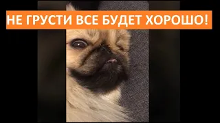 ЕСЛИ ГРУСТИШЬ, ВКЛЮЧИ! | Все будет хорошо!