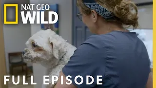 Lord of the Wings (Full Episode) | Heartland Docs, DVM